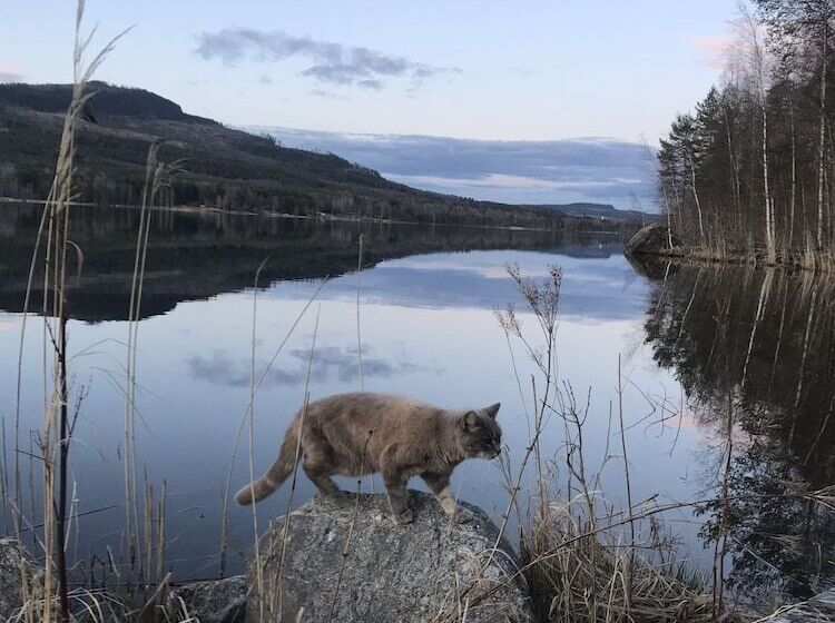 פנסיון öyegården