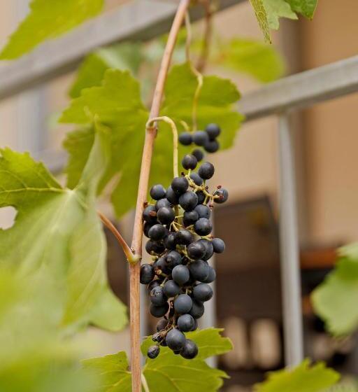 تختخواب و صبحانه Vinotel Weinstrasse