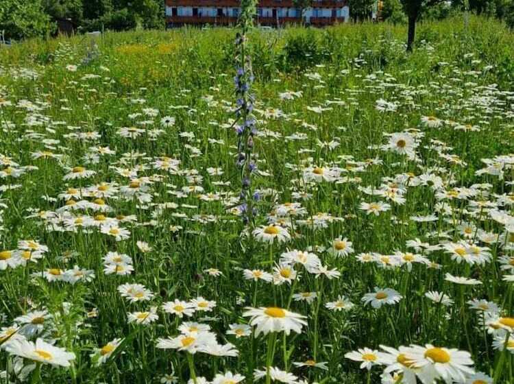 Steig Alm Hotel Superior