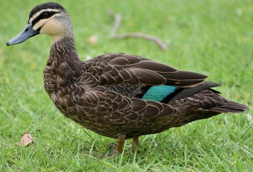 פנסיון Kennedy House Euroa A Delightful Place To Stay