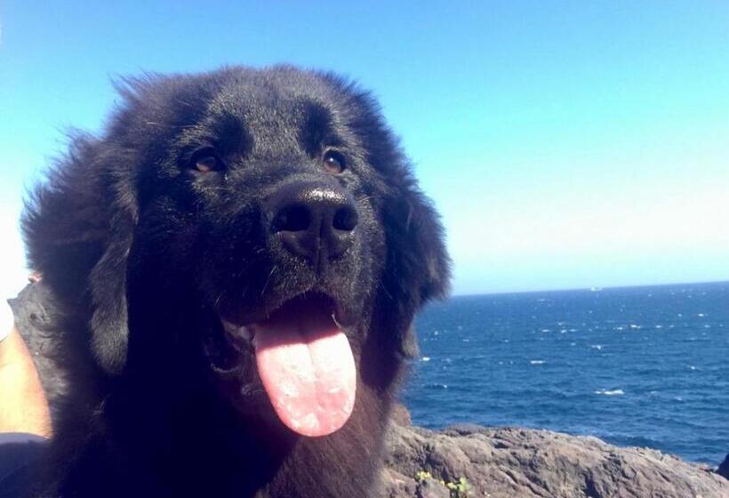 ריוקאן Hamayuu