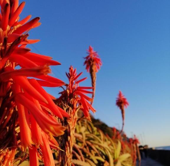 ריוקאן Hamayuu