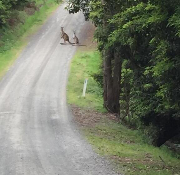 צימר Aashay Country Stay