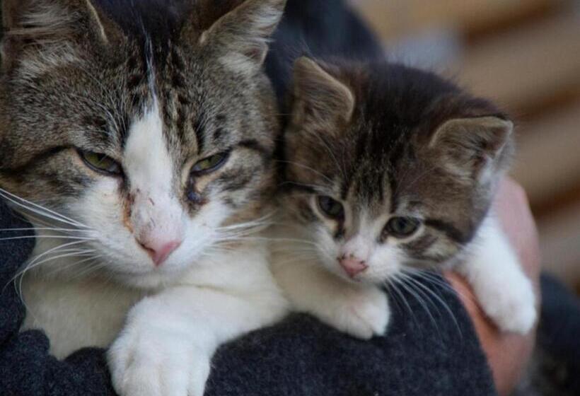 ホテル König Andrea Schwaigerhof Rottau