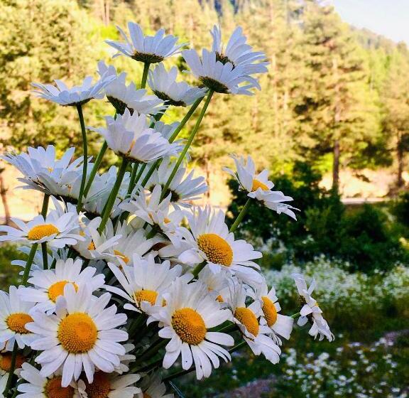 پانسیون Nizharadze's Tower