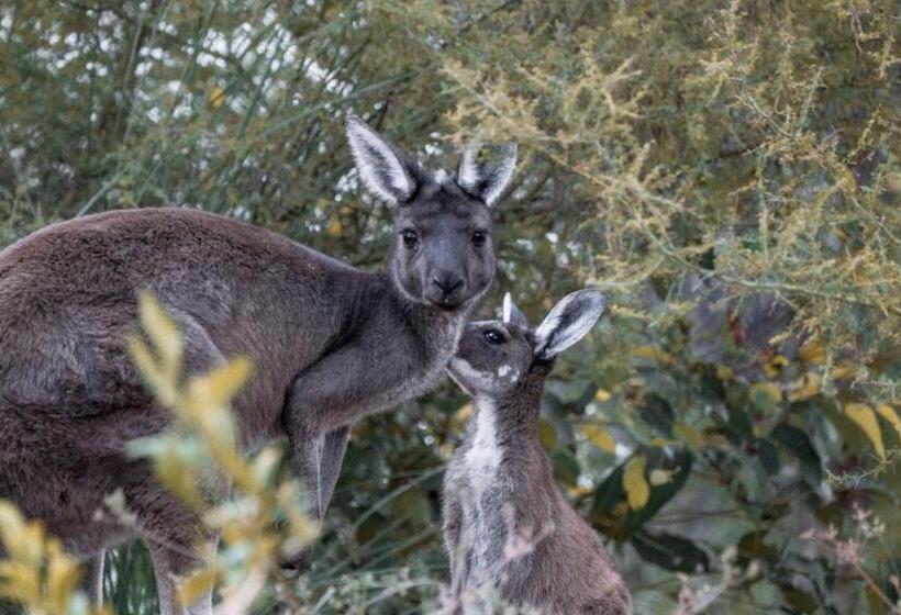 リゾートホテル Bina Maya Yallingup Escape