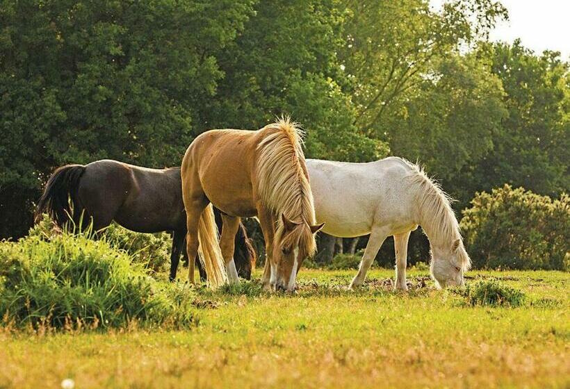 Курорт Sandy Balls Holiday Village