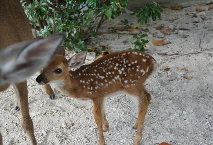مبيت وإفطار Deer Run On The Atlantic