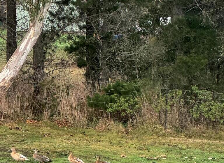 ベッドアンドブレックファースト Otago Cottage