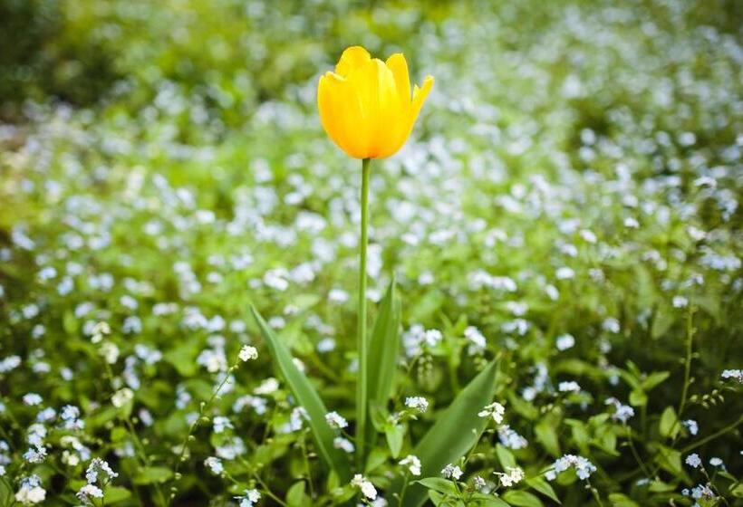 בית מלון כפרי Braeside Mount Macedon Country Retreat Bed And Breakfast