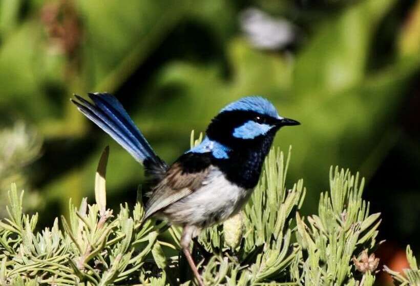 Karawatha Cottages B&b