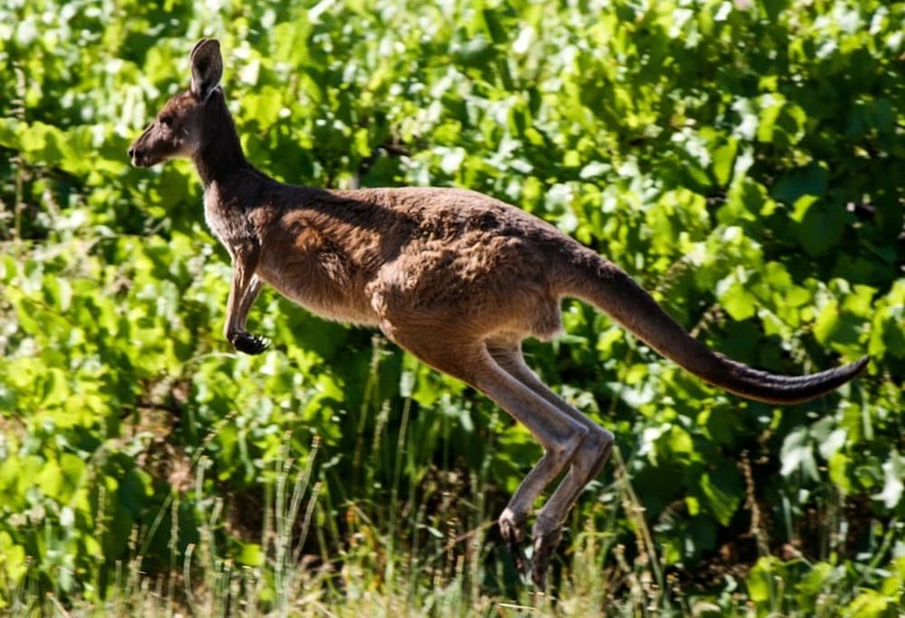 Karawatha Cottages B&b