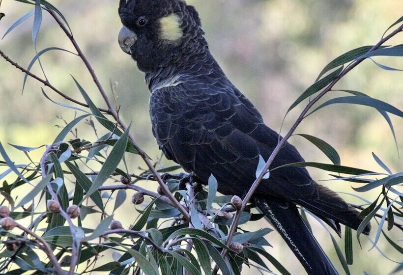 Karawatha Cottages B&b