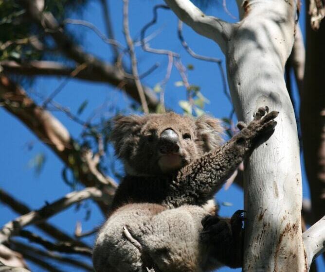 Karawatha Cottages B&b