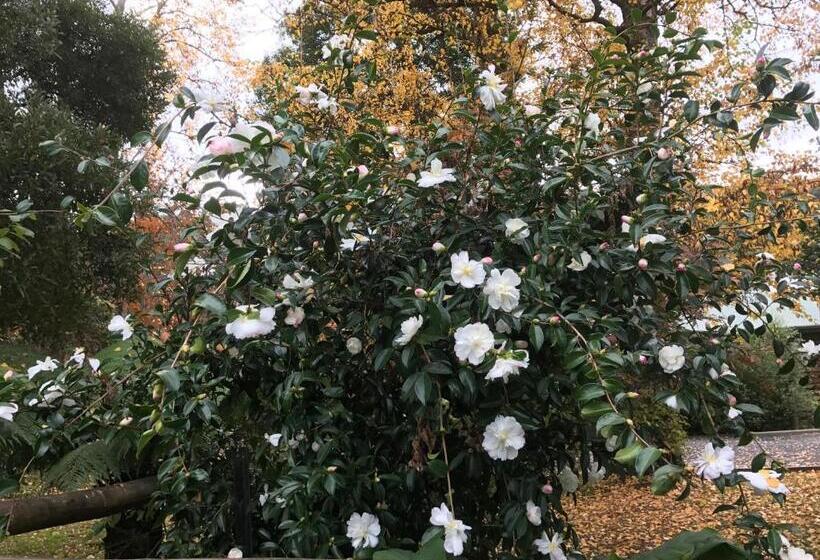 מוטל Goldberryaccommodation