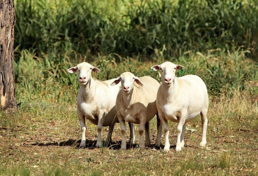 מוטל The Duck Inn Apartments