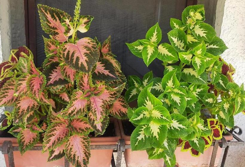 민박 Artenatura Beb