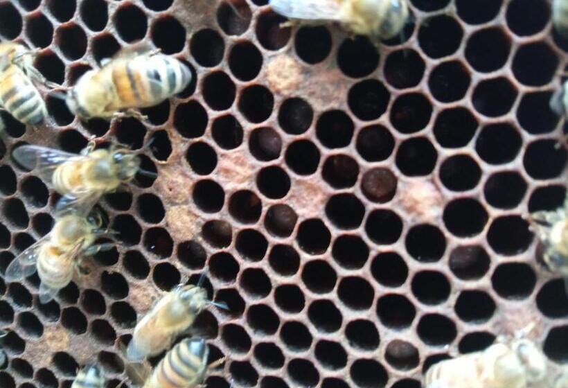 בית מלון כפרי Agriturismo Bellebuono