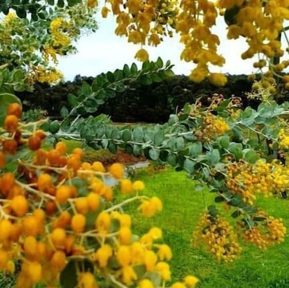 מוטל Blackwood Valley Suites