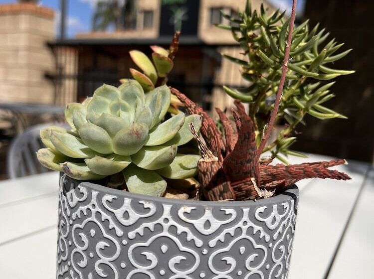 Mulwala Paradise Palms Motel