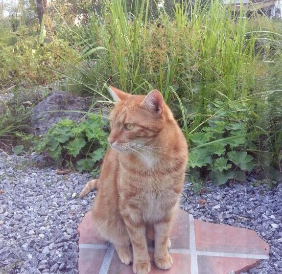 Пансион Gästehaus Am Kurpark