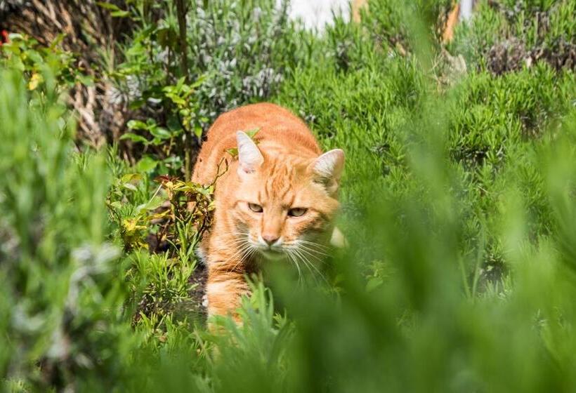 Пансион Gästehaus Am Kurpark