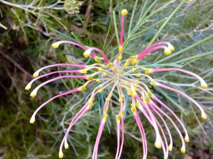 پانسیون Marri Lodge & Cottages