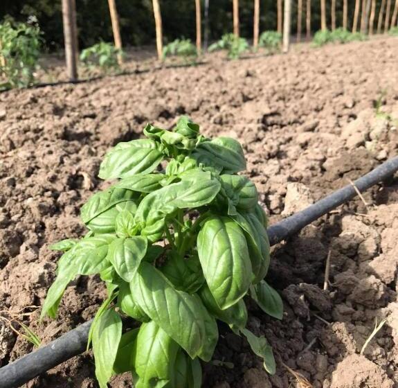 B&b Terre Di Paestum