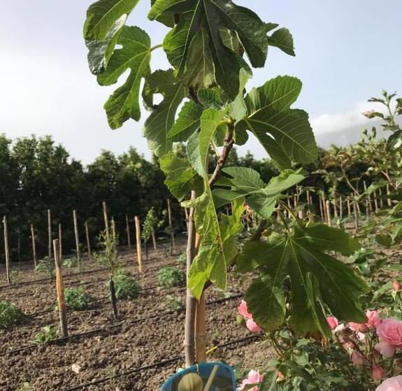 B&b Terre Di Paestum