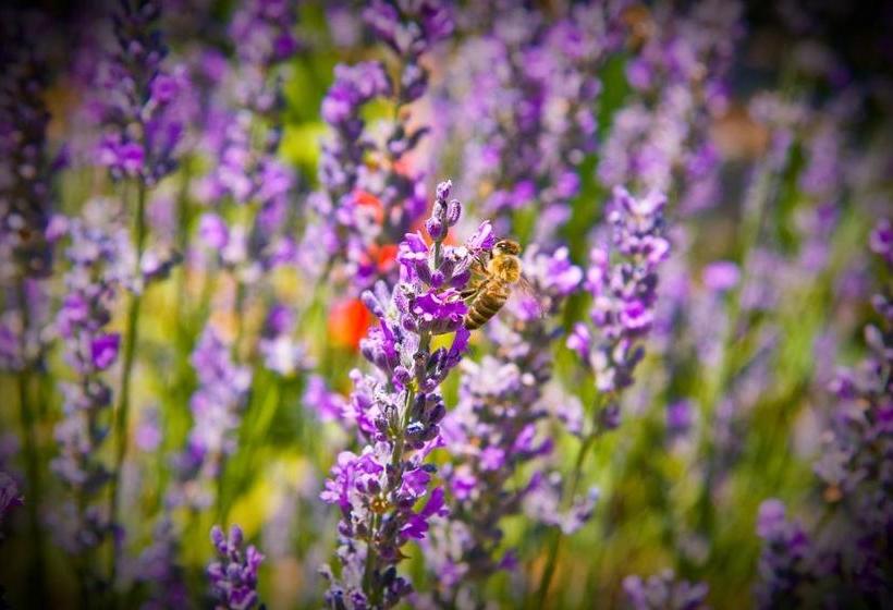 צימר Brayfield Cottage