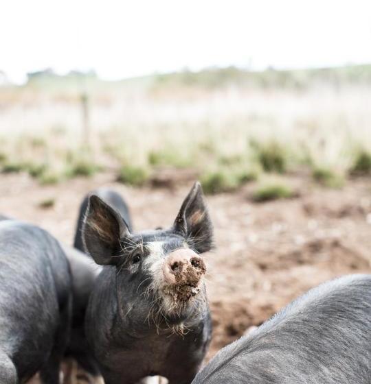 צימר Dairyman's Cottage