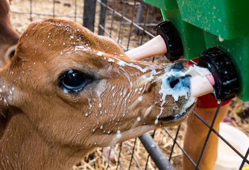 צימר Dairyman's Cottage