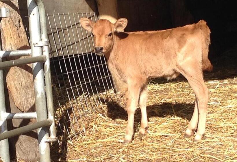 צימר Dairyman's Cottage