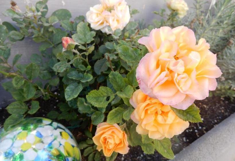 مبيت وإفطار Frühstückspension Lach