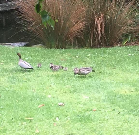 Bed and Breakfast Hilltop