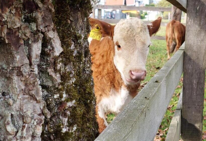 فندق Bauernhof Pension Hofmayer