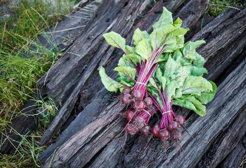 هتل Burnside Organic Farm