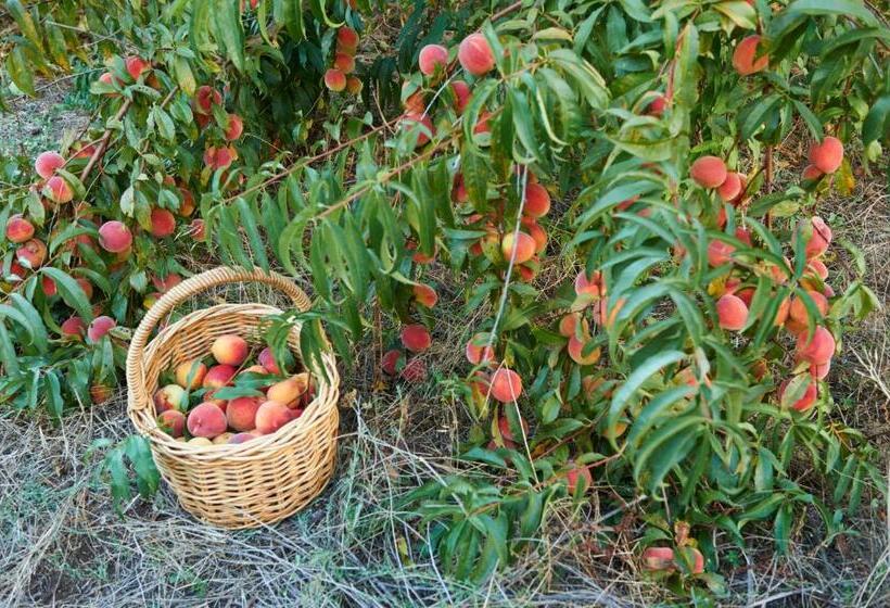 هتل Burnside Organic Farm