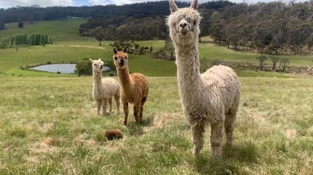 فندق Heimat Farmstay