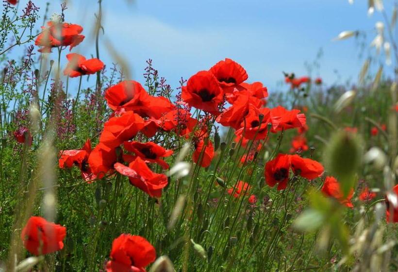 בית מלון כפרי La Mimosa