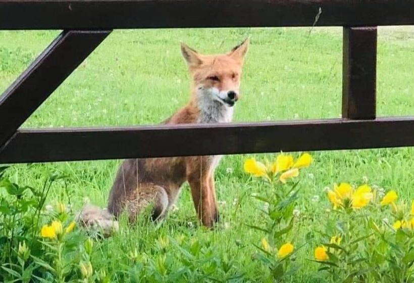 בית מלון כפרי Premier