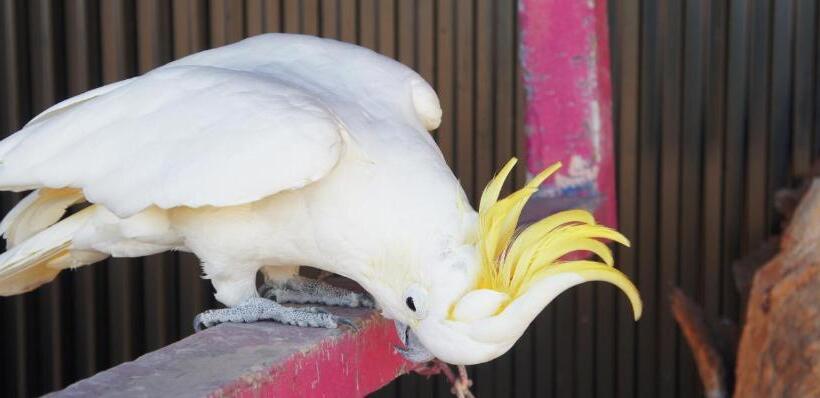 מוטל Moruya Monarch