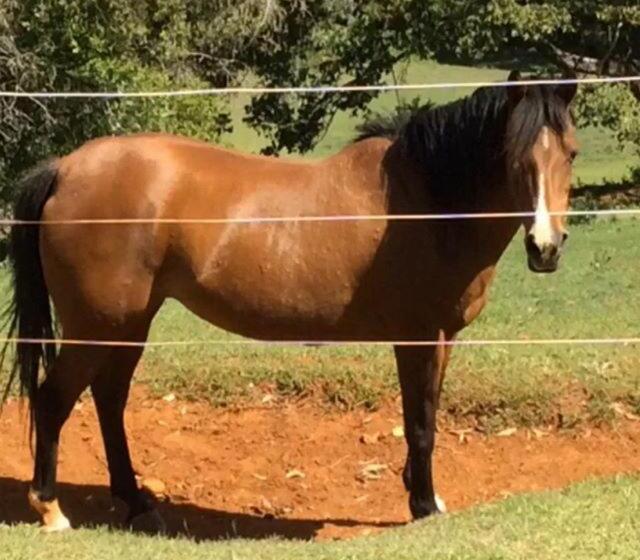 Montville Holiday Apartments