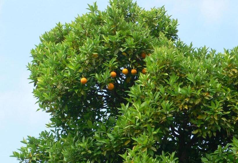 پانسیون Akhmed Guest House