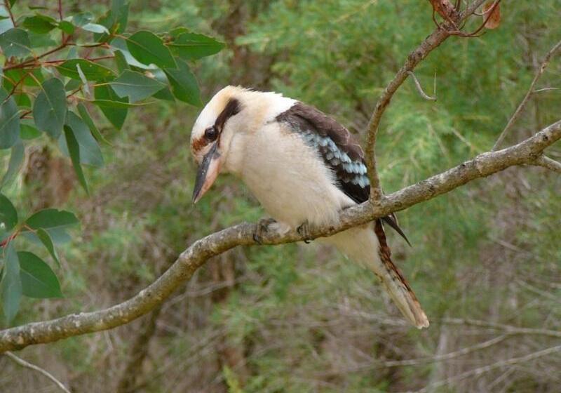 فندق Margaret River Hideaway & Farmstay