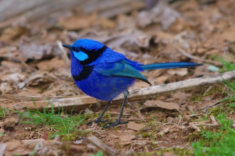 فندق Margaret River Hideaway & Farmstay