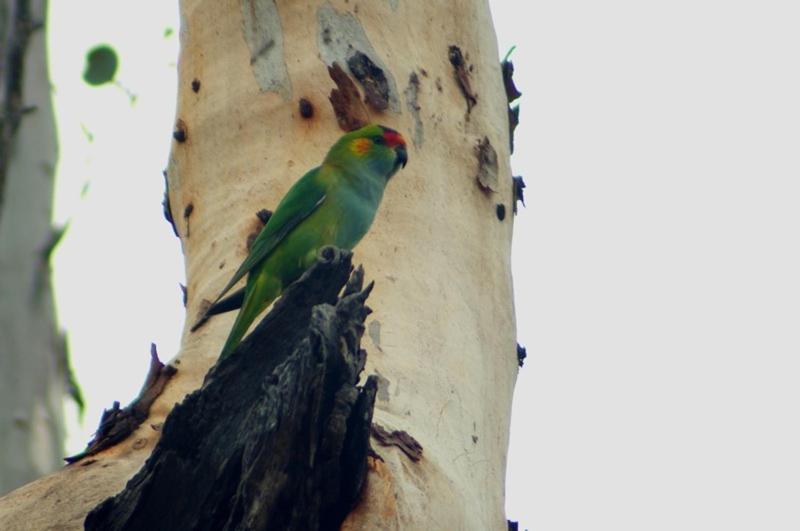 فندق Margaret River Hideaway & Farmstay