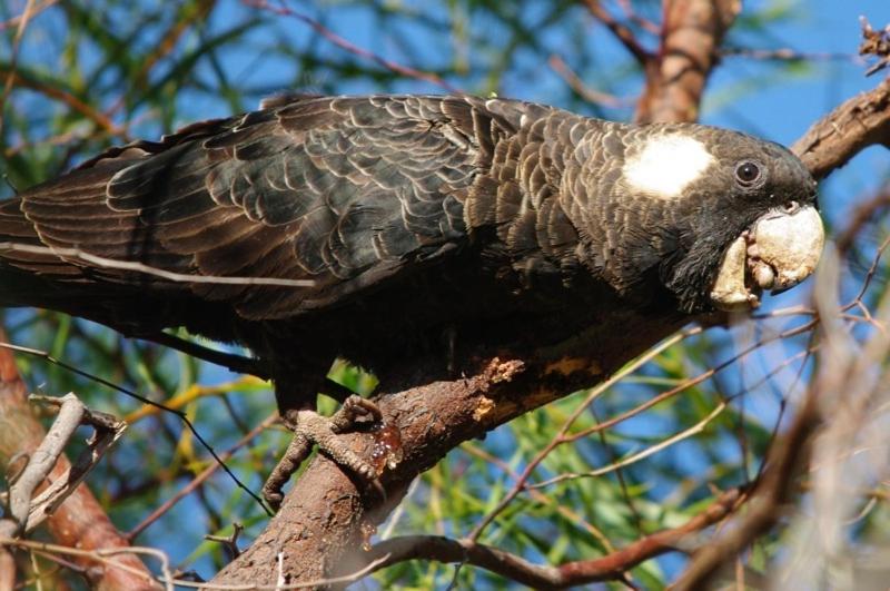 هتل Margaret River Hideaway & Farmstay