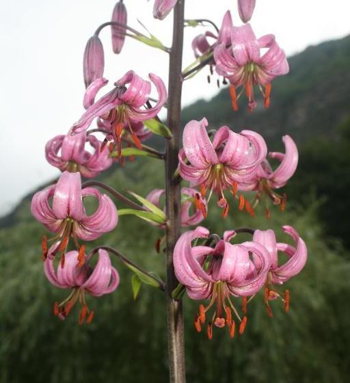 הוסטל Gite Fouga