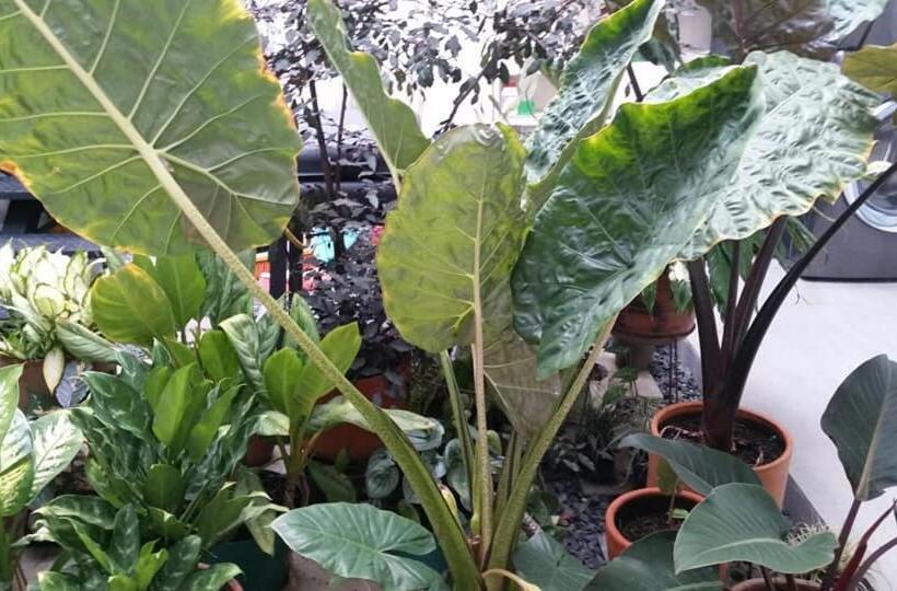 ユースホステル Moonshine Boutique Hostal